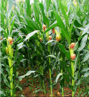 農(nóng)用硼酸在農(nóng)作物玉米中的應(yīng)用