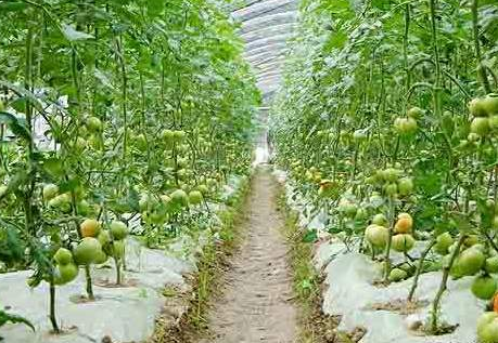 【陜西】硼肥冬儲(chǔ)用的硼酸原料