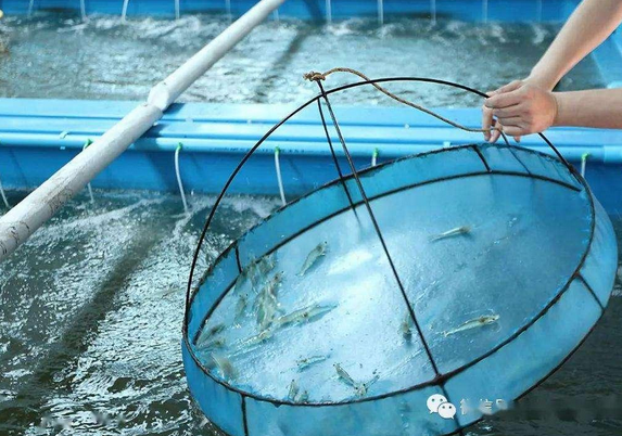 【安徽】水產(chǎn)消毒用硼酸粉