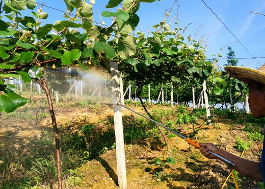 【山西】葉面肥用硼酸原料